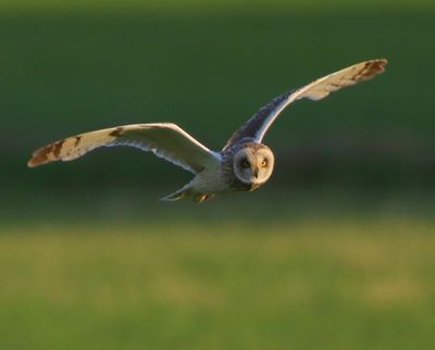 Velduil - Short-eared Owl