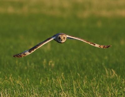 Velduil - Short-eared Owl