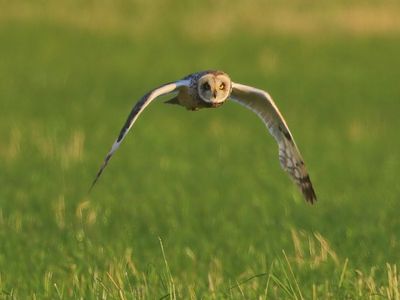 Velduil - Short-eared Owl