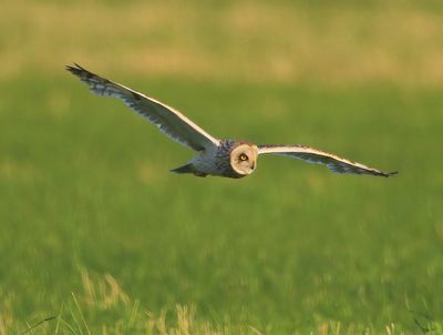 Velduil - Short-eared Owl