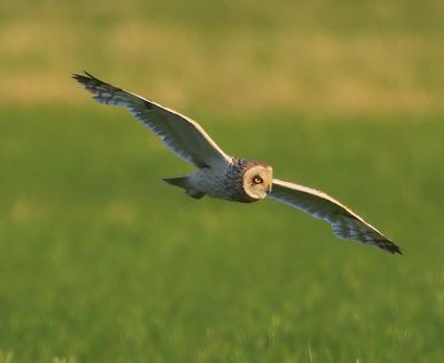 Velduil - Short-eared Owl