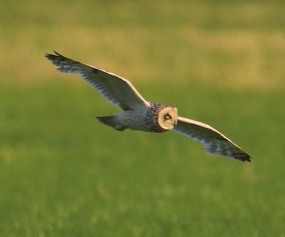 Velduil - Short-eared Owl