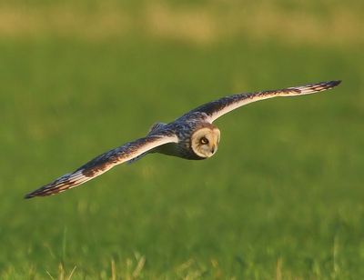 Velduil - Short-eared Owl