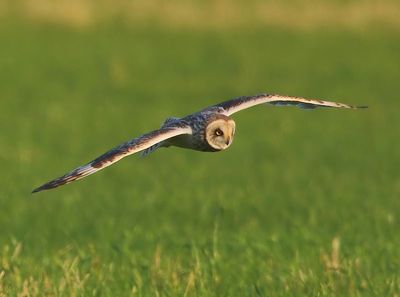 Velduil - Short-eared Owl