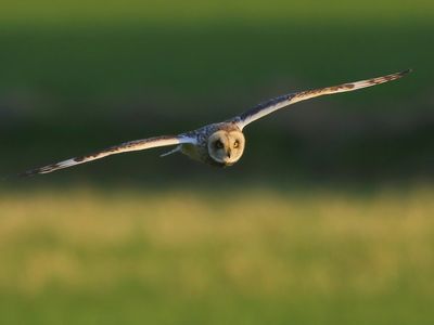 Velduil - Short-eared Owl