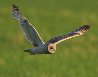 Velduil - Short-eared Owl