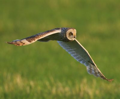 Velduil - Short-eared Owl