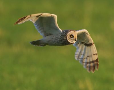 Velduil - Short-eared Owl