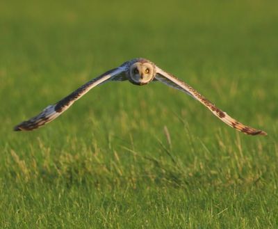 Velduil - Short-eared Owl