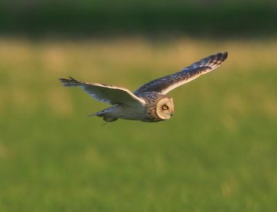 Velduil - Short-eared Owl