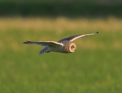 Velduil - Short-eared Owl