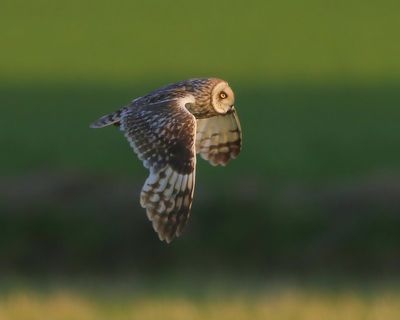 Velduil - Short-eared Owl