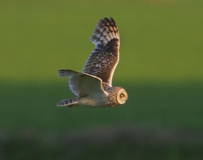 Velduil - Short-eared Owl