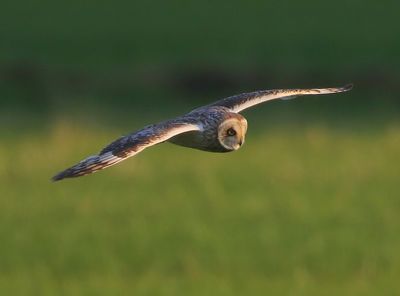 Velduil - Short-eared Owl