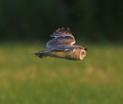 Velduil - Short-eared Owl