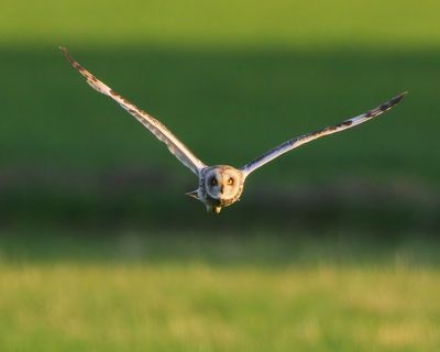 Velduil - Short-eared Owl