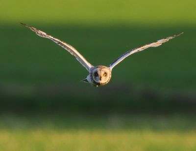 Velduil - Short-eared Owl