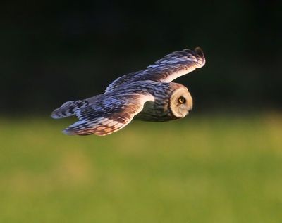 Velduil - Short-eared Owl