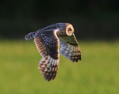 Velduil - Short-eared Owl