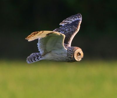 Velduil - Short-eared Owl