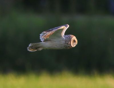 Velduil - Short-eared Owl