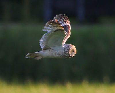 Velduil - Short-eared Owl