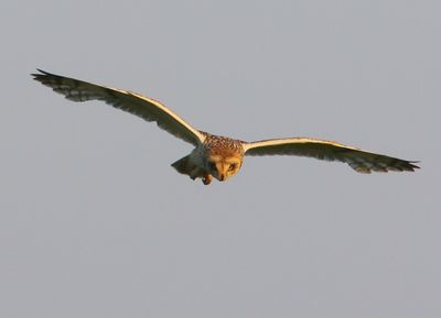 Velduil - Short-eared Owl