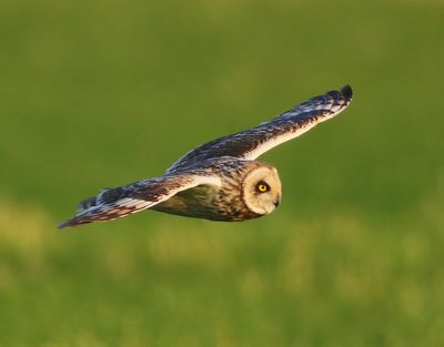 Velduil - Short-eared Owl
