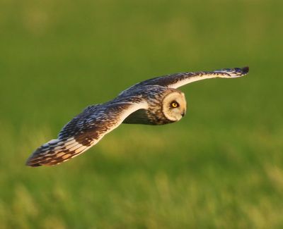 Velduil - Short-eared Owl