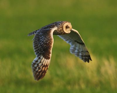 Velduil - Short-eared Owl