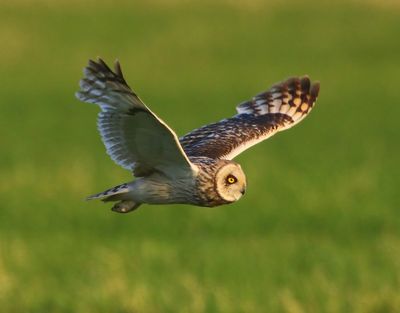 Velduil - Short-eared Owl