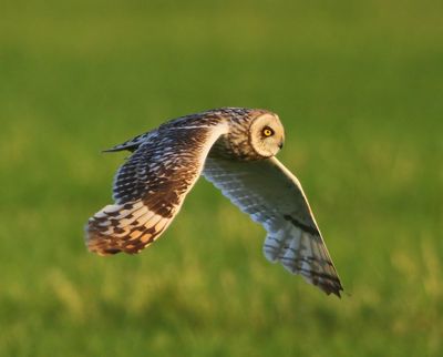 Velduil - Short-eared Owl
