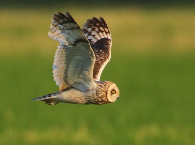 Velduil - Short-eared Owl