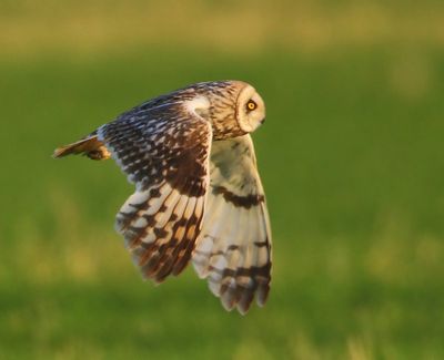 Velduil - Short-eared Owl