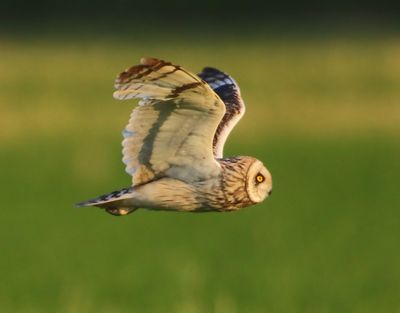 Velduil - Short-eared Owl