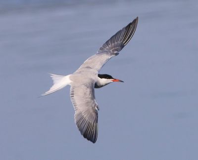 Visdief - Common Tern