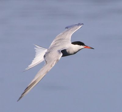 Visdief - Common Tern