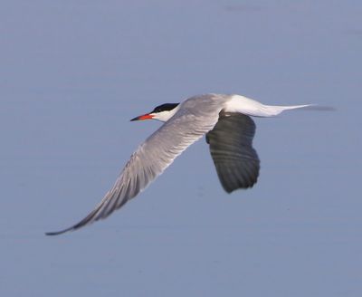 Visdief - Common Tern