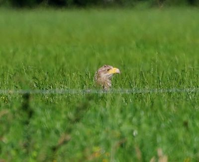 Zeearend - White-tailed Eagle
