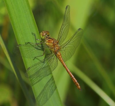 Zuidelijke Heidelibel - Southern Darter