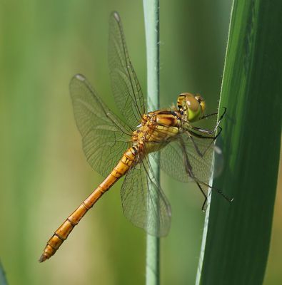 Zuidelijke Heidelibel - Southern Darter