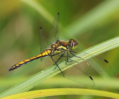 Zwarte Heidelibel - Black Darter