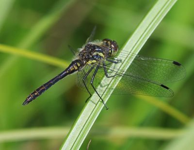 Zwarte Heidelibel - Black Darter
