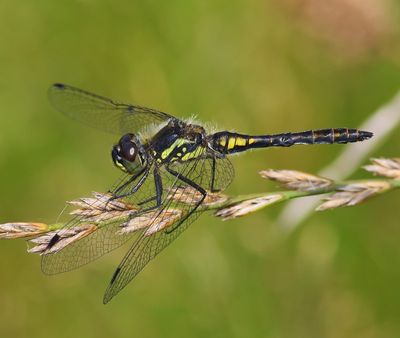 Zwarte Heidelibel - Black Darter