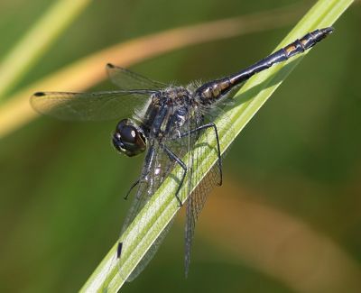 Zwarte Heidelibel - Black Darter