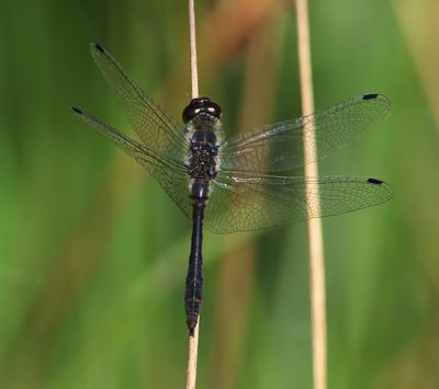 Zwarte Heidelibel - Black Darter