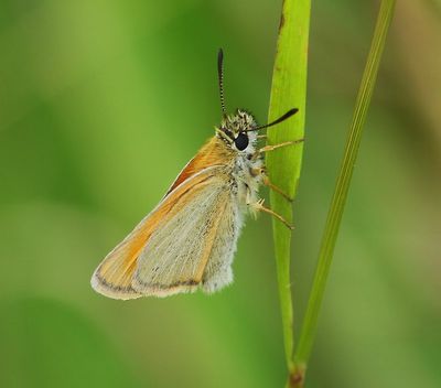 Zwartsprietdikkopje - Essex Skipper