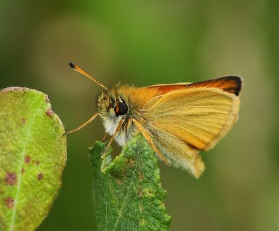 Zwartsprietdikkopje - Essex Skipper