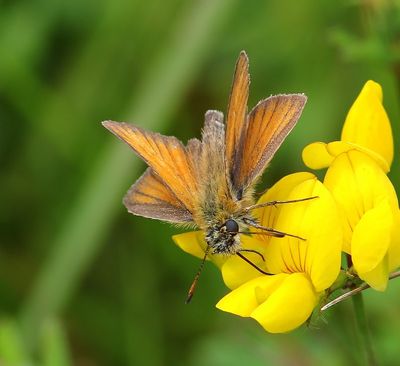 Zwartsprietdikkopje - Essex Skipper