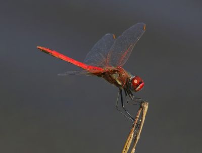 Zwervende Heidelibel - Red-veined Darter